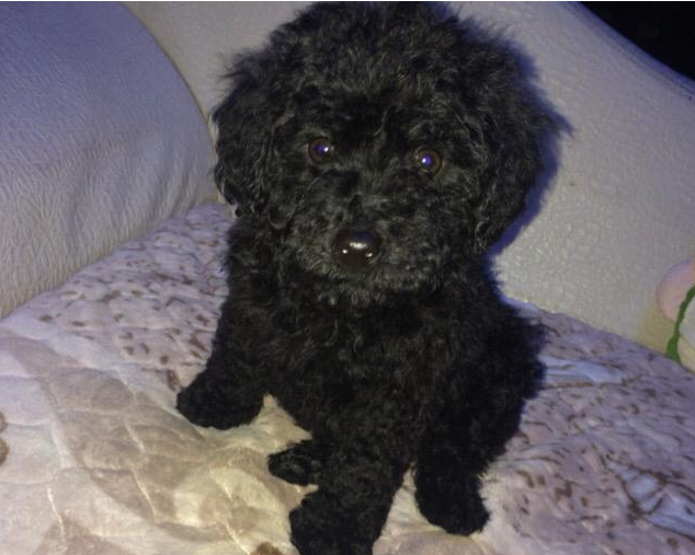 养泰迪,劝你不要养黑色的,原因有这些