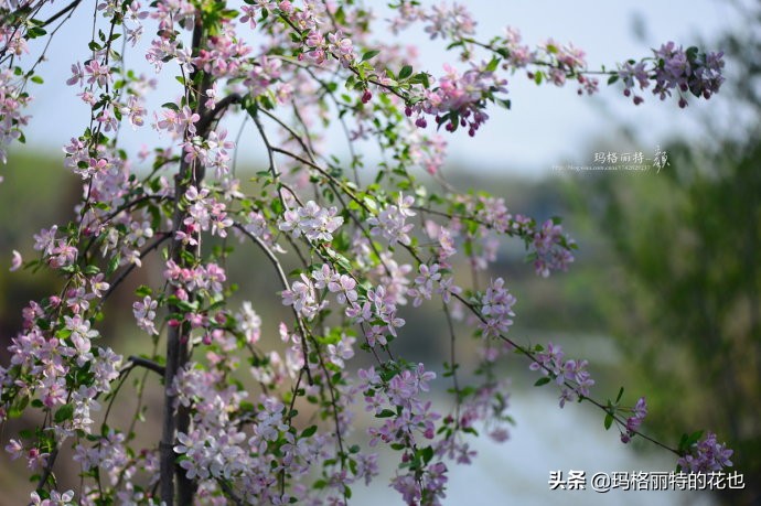 你的花园，或许需要一棵镇宅树 | 植物笔记