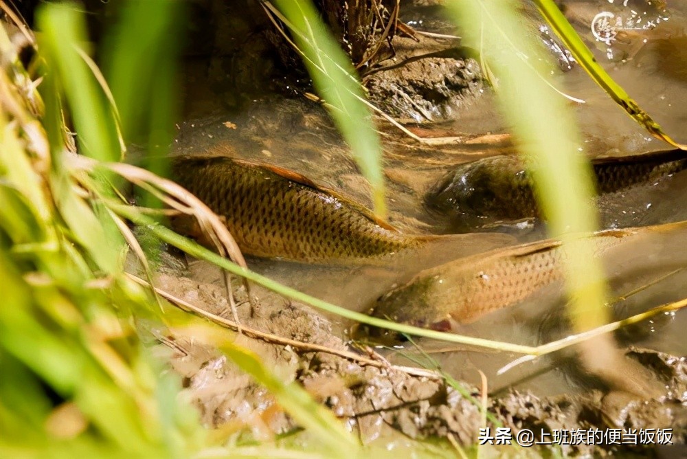 鯽魚湯怎么做,鯽魚湯怎么做好喝又營養(yǎng)