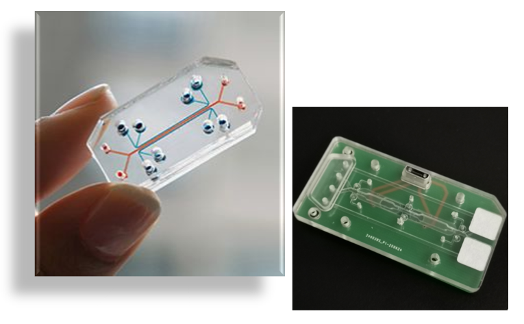 体外构建高仿真肿瘤，AI自动分析转移能力丨专访东大医械院陈早早