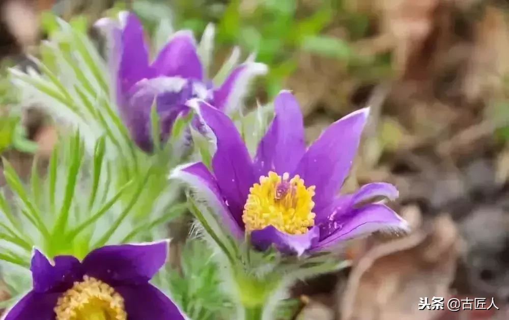 万紫千红的百花汇（百花汇中富含诗意的花）