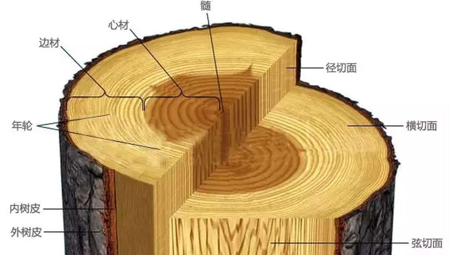 4300多岁的金丝楠木，被雷劈中后移到夜郎谷，专家：价值上千万