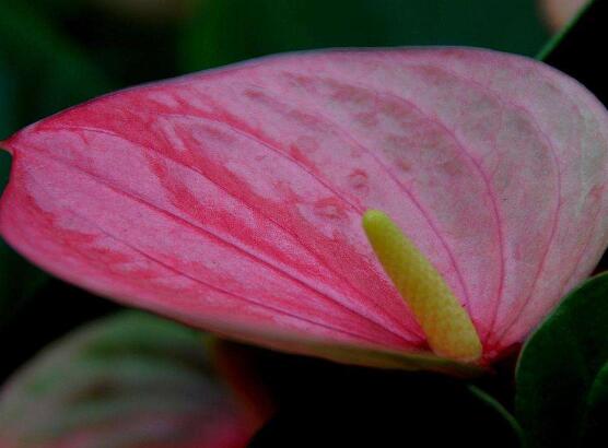 红掌花语(红掌的花语，象征着大展宏图、热情、热血)