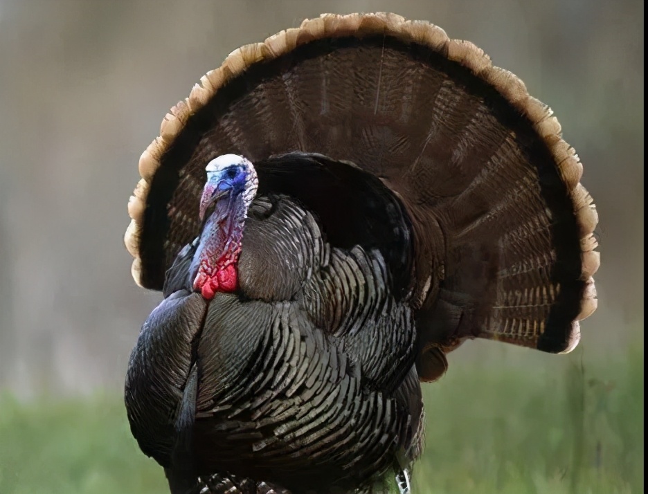 火鸡,你到底有难?同样是鸡,在中国凭什么不能体面来到餐桌上