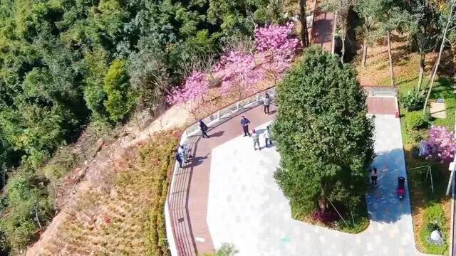 深圳十大免费少人知可以观海的公园