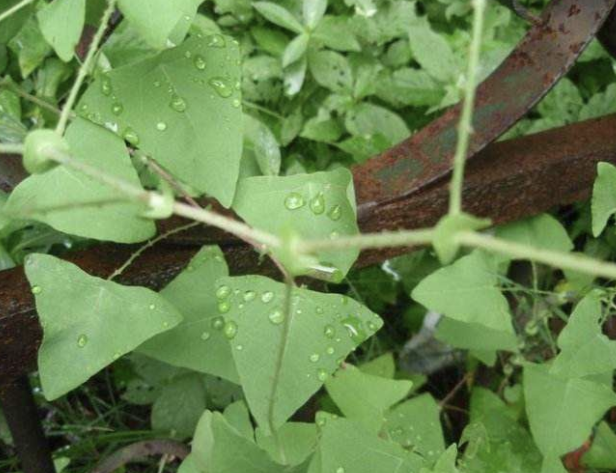 刺犁头草的功效与作用(刺犁头草的功效与作用)-我的快乐小窝