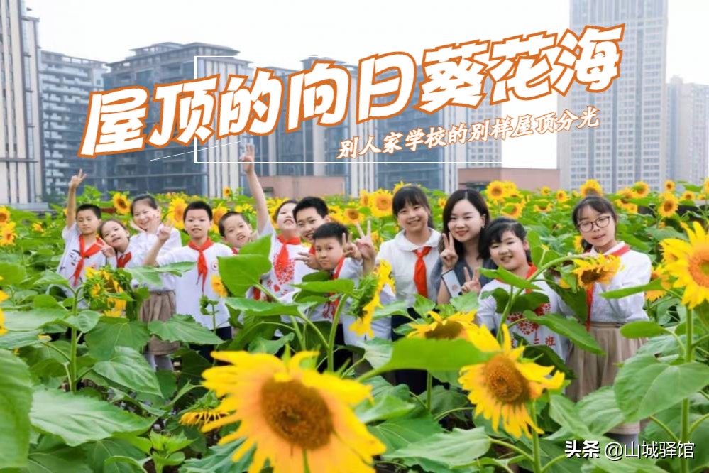 重庆一小学楼顶种14000株向日葵，盘点别人家学校的花式楼顶风光