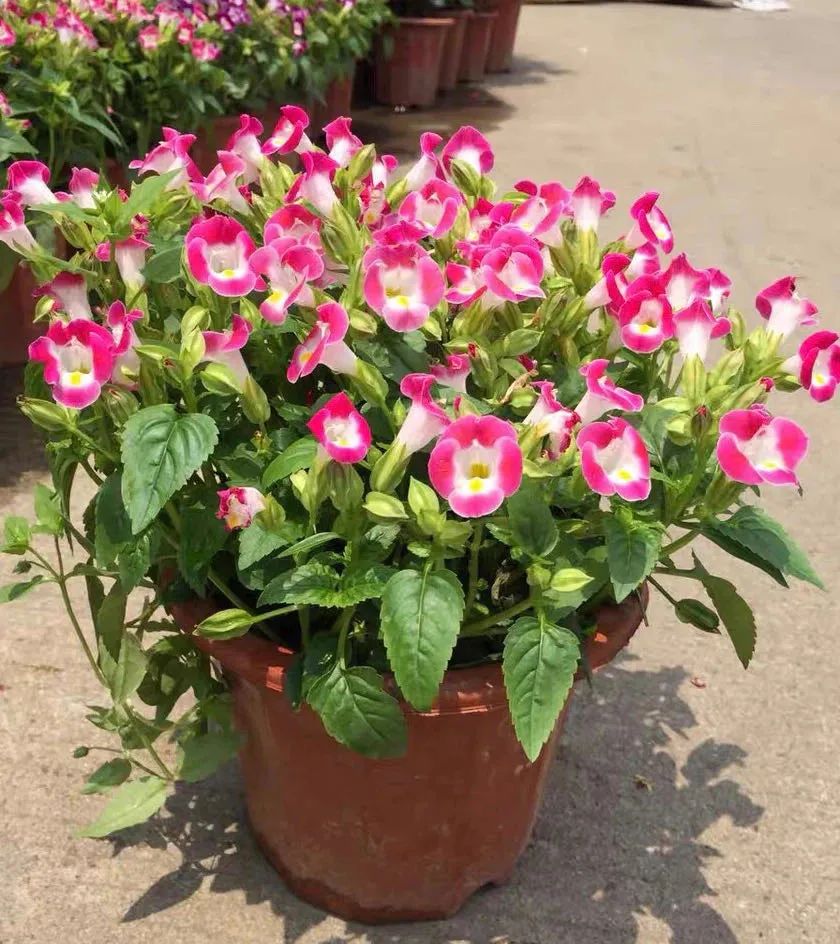 喜欢阳光的植物盆栽有哪些(喜阳的8种鲜花推荐)