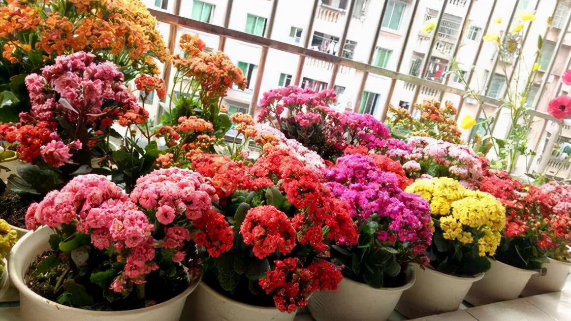 中国十大名花中的六种耐寒花卉品种介绍