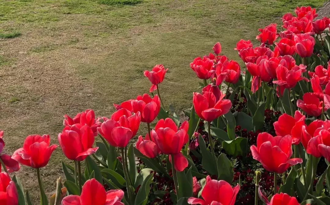 林清玄：一朝春尽红颜老