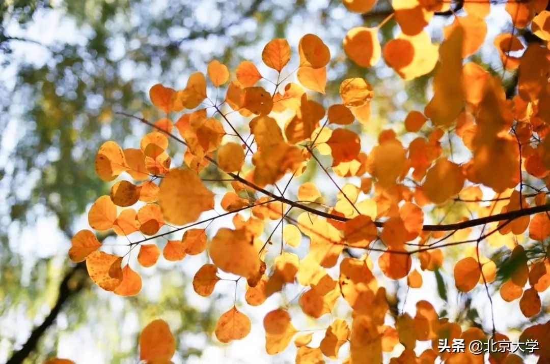 独家限定！北大赏秋地图来了