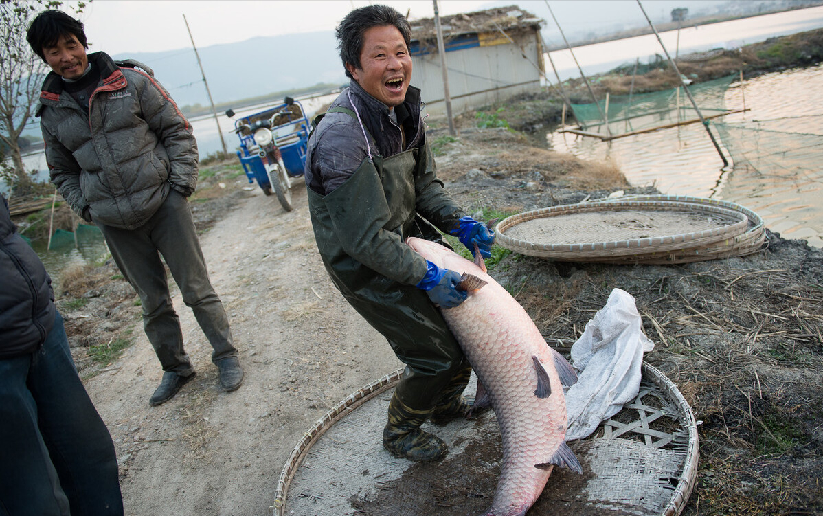 在四大家鱼的排名中,青鱼的名号排在首位,但现实地位却非常尴尬.