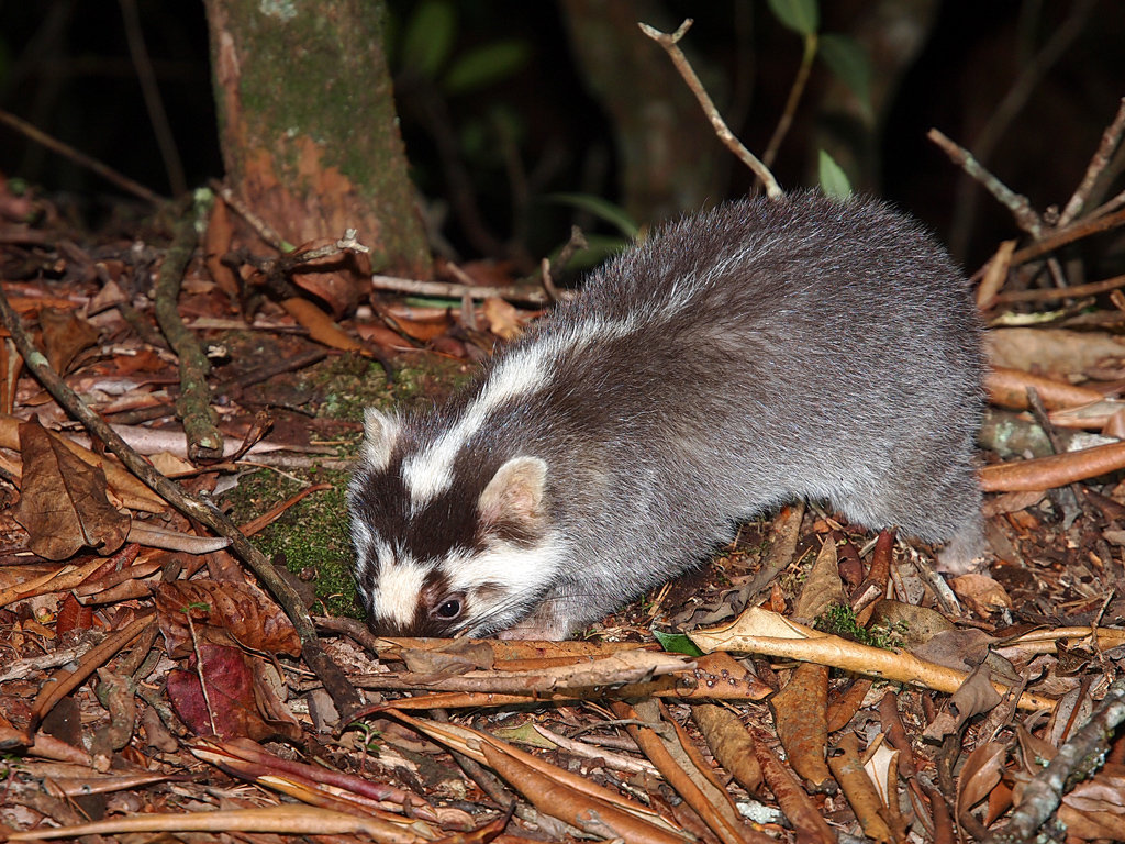 动物獾图片(四川一鼬獾深夜造访小卖部)