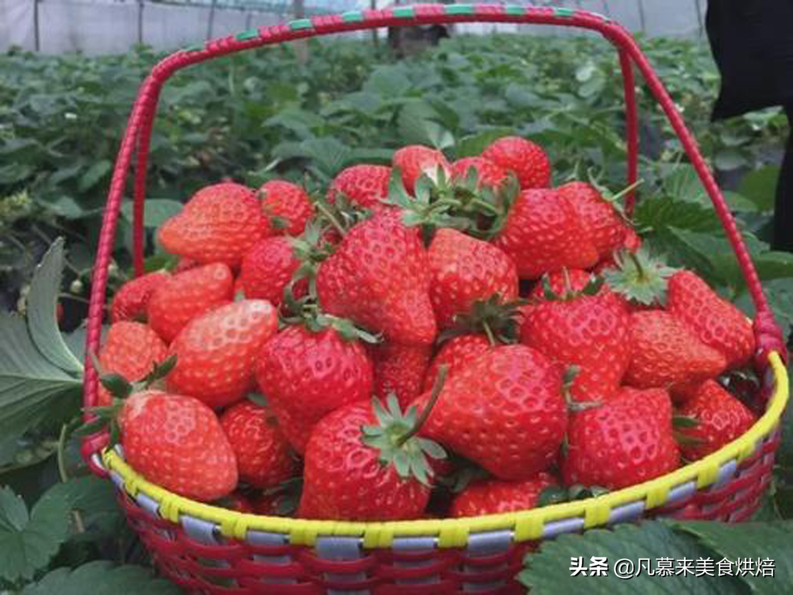 24种常见草莓品种，中国20大草莓产地？哪里的草莓最好吃？
