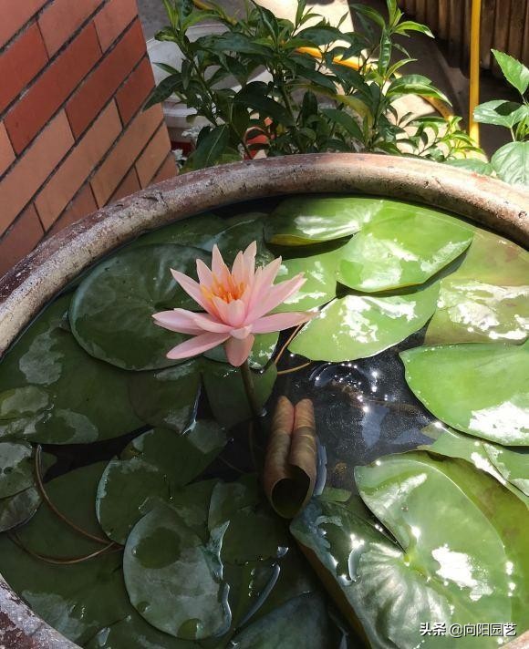 睡莲开了花怎么养正确方法干货