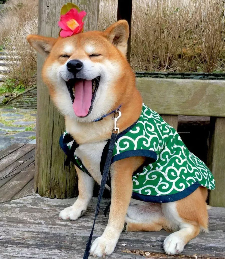 这些狗是"笑面狗",它犯错了,你也不舍得打