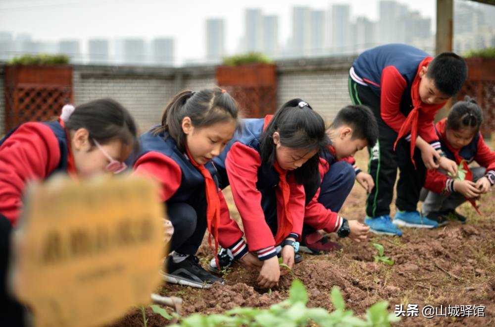 重庆一小学楼顶种14000株向日葵，盘点别人家学校的花式楼顶风光