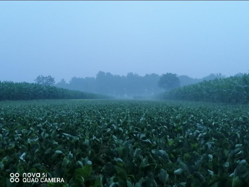 雨后晨光（五律）