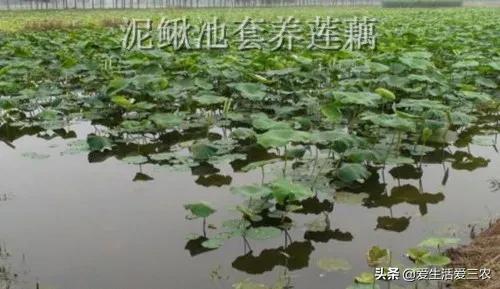 农村种植致富项目（在农村种植什么产业好）