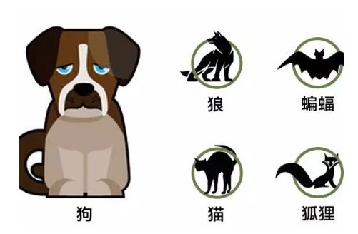 谨慎！猫咪注射“狂犬疫苗”的坏处，你还不知道吧