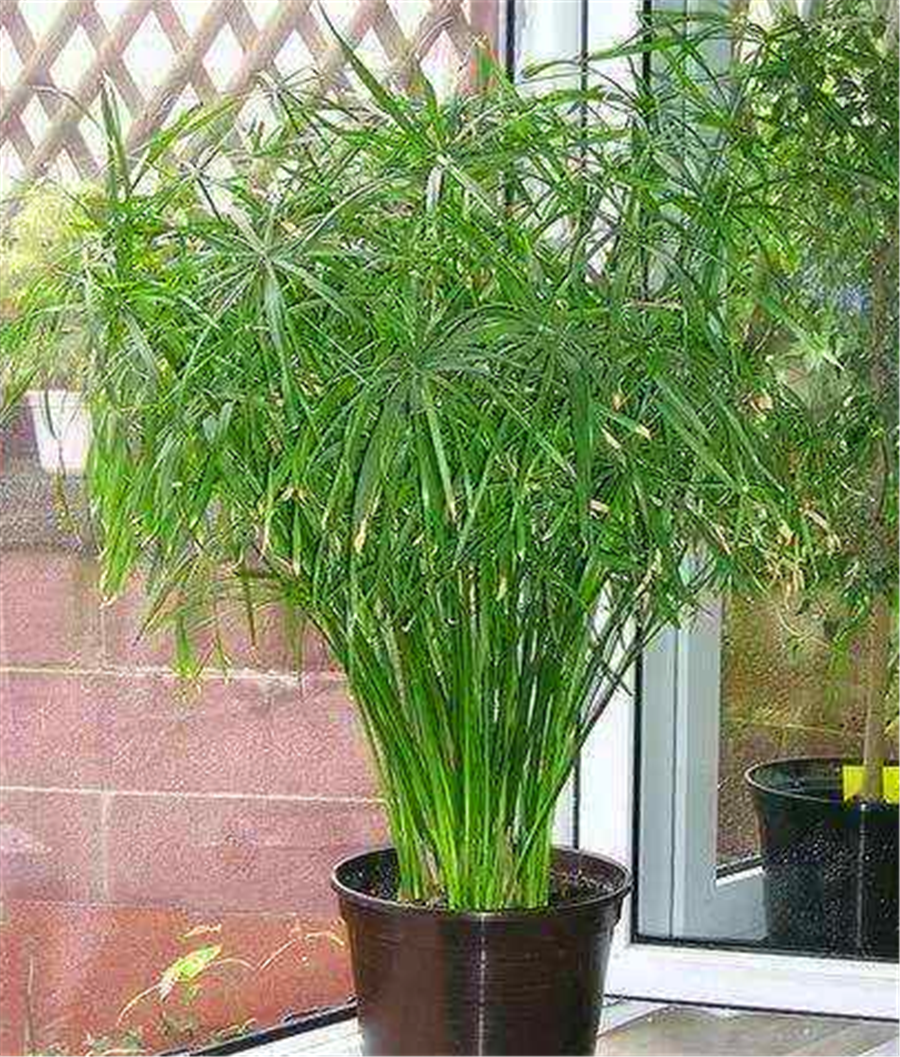 水竹叶子发黄怎么补救(水养竹子叶子发黄怎么补救)