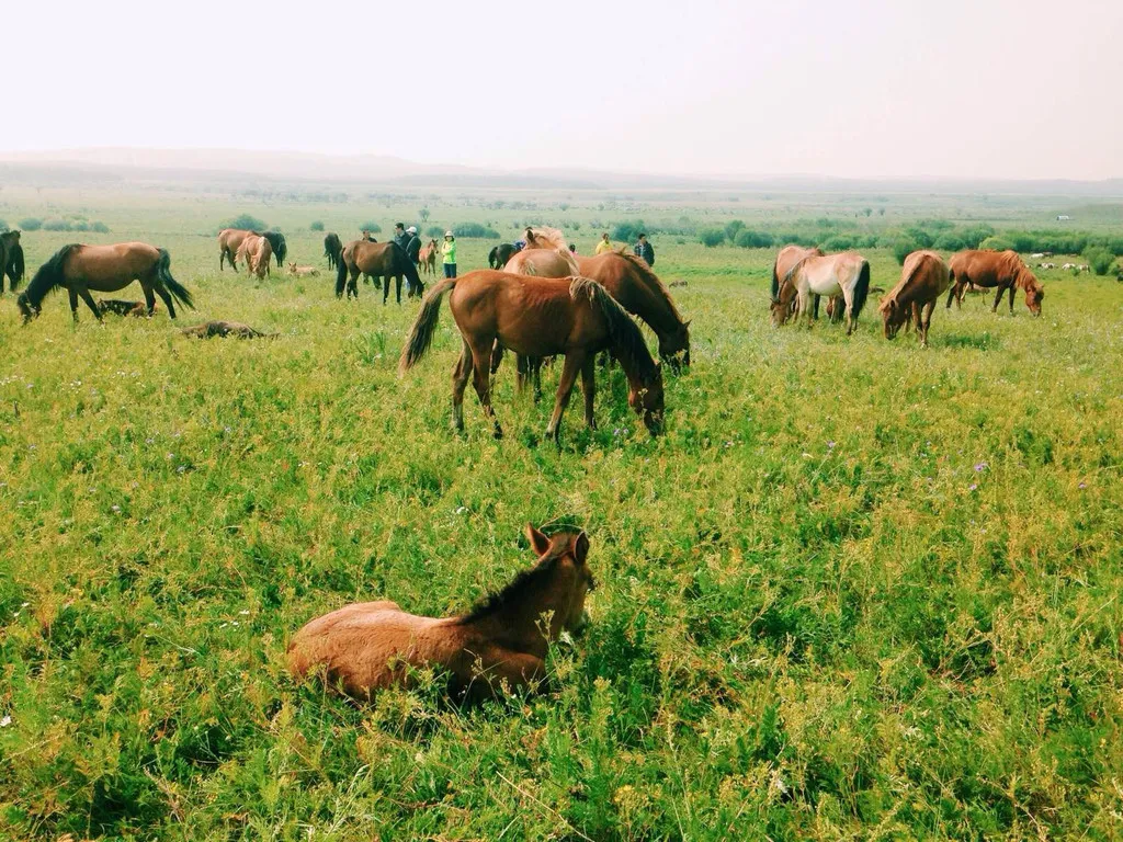 山村小学校长妻妾成群（难忘贺兰山军马场女青年牧马班的如歌岁月）