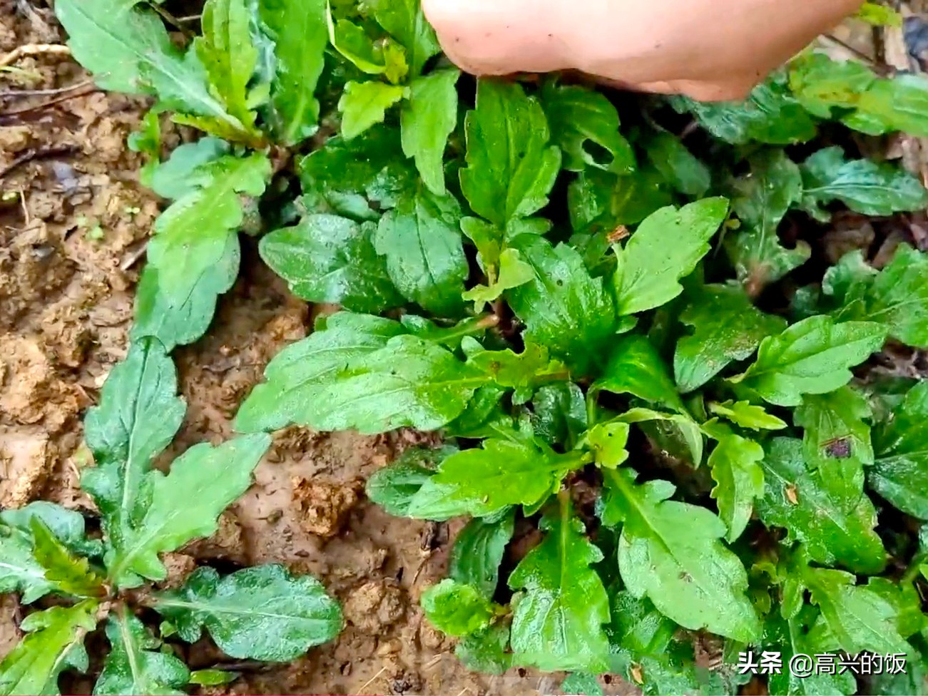 犁头草的功效与作用(春天上山挖野菜) 