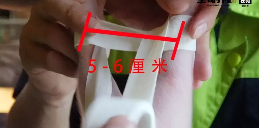 五分钟就能学会的纠正仔猪八字腿,又让您多赚了一千块