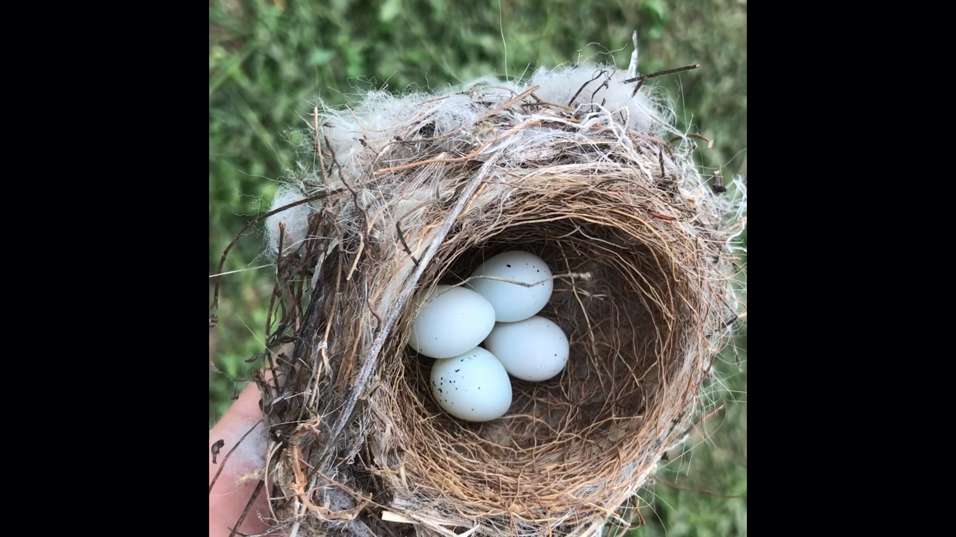 随处可见的麻雀竟然都是进口的