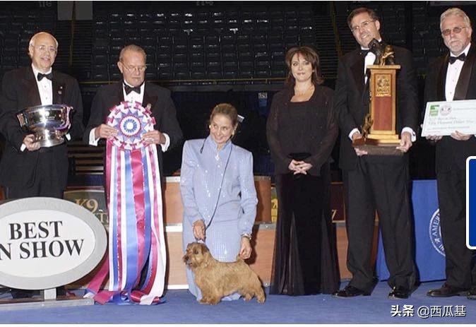 犬展世界杯比熊(回顾美国AKC犬展的十八届全场冠军，人见人爱的比熊是第一届冠军)