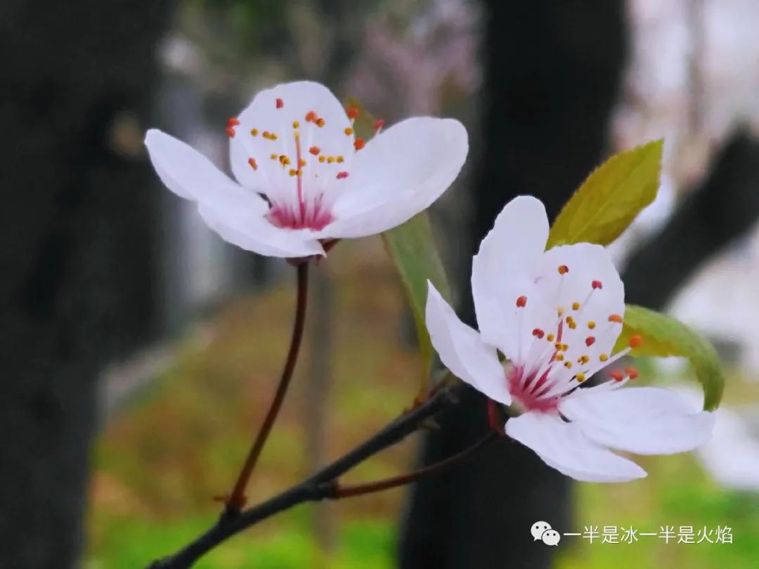 李花：一语天然万古新，豪华落尽见真淳