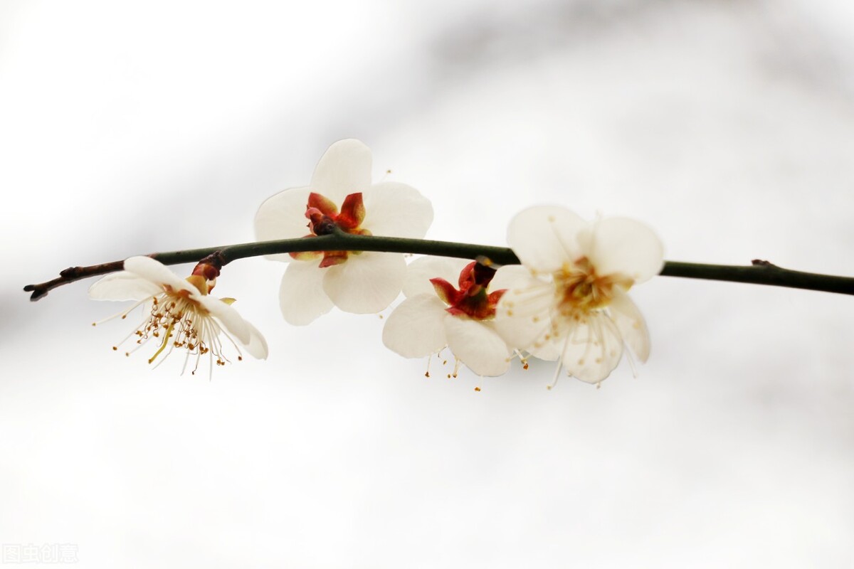 古诗加油站：《雪梅》赏析，分析诗人的思想感情，教学设计编写