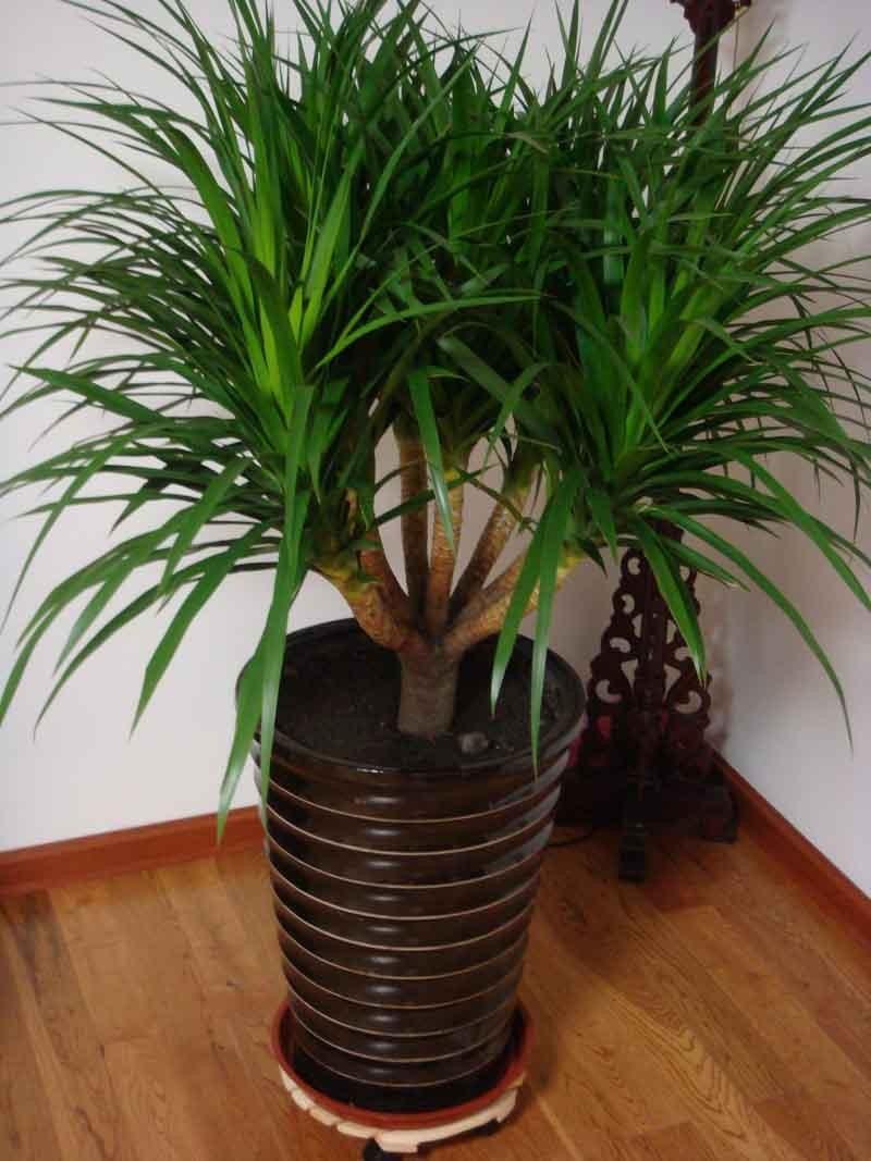 龙血树枝条怎么养忌讳什么干货