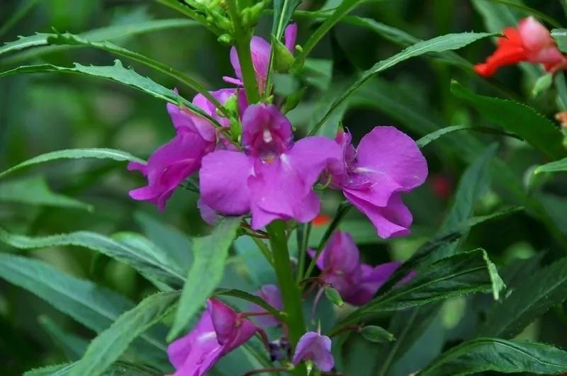 凤仙花的资料,凤仙花的资料50字