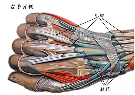 手部腱鞘解剖图图片