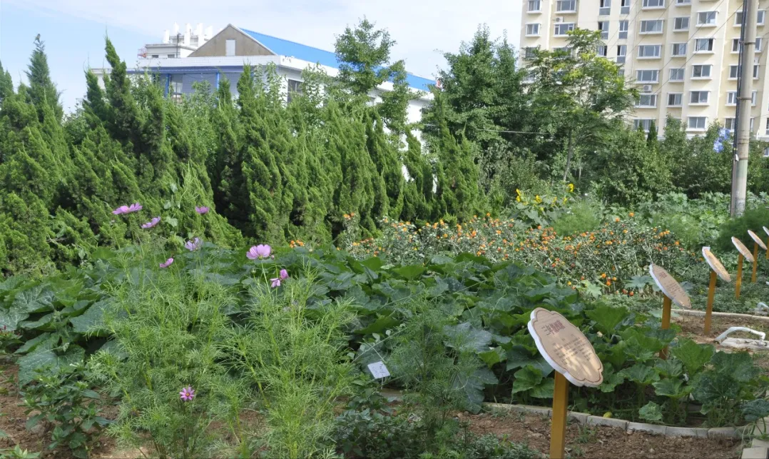 威海市环翠区北竹岛小学：构建“333”体系 高质量推动中医药文化进校园