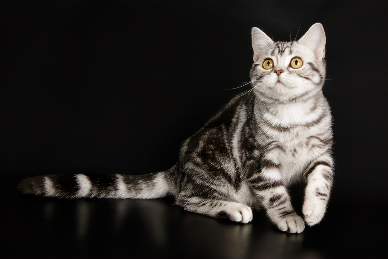 猫 虎斑猫 宠物 - Pixabay上的免费照片 - Pixabay