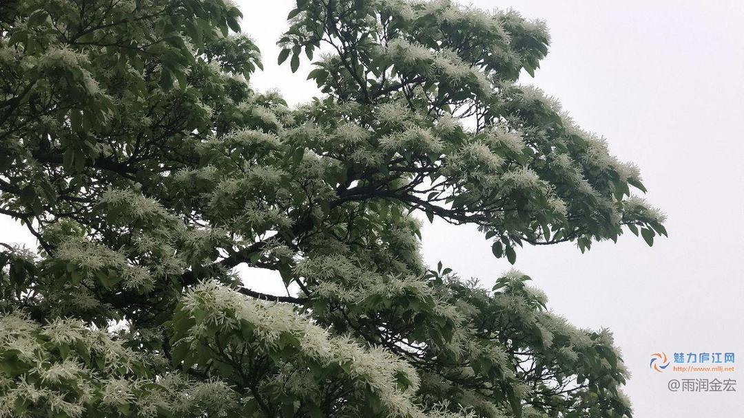 春来发几枝，又见流苏花