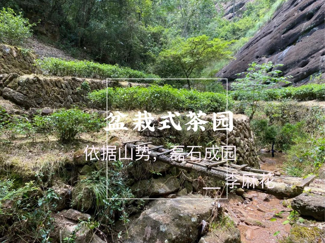 牛肉、马肉、猴肉、鬼肉，这么多正岩肉桂，哪个山场的味道最好？
