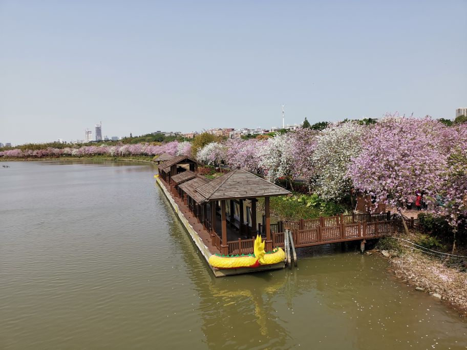 浓烈芬芳  春风十里赏花路  徜徉在广州海珠湿地的花海之中