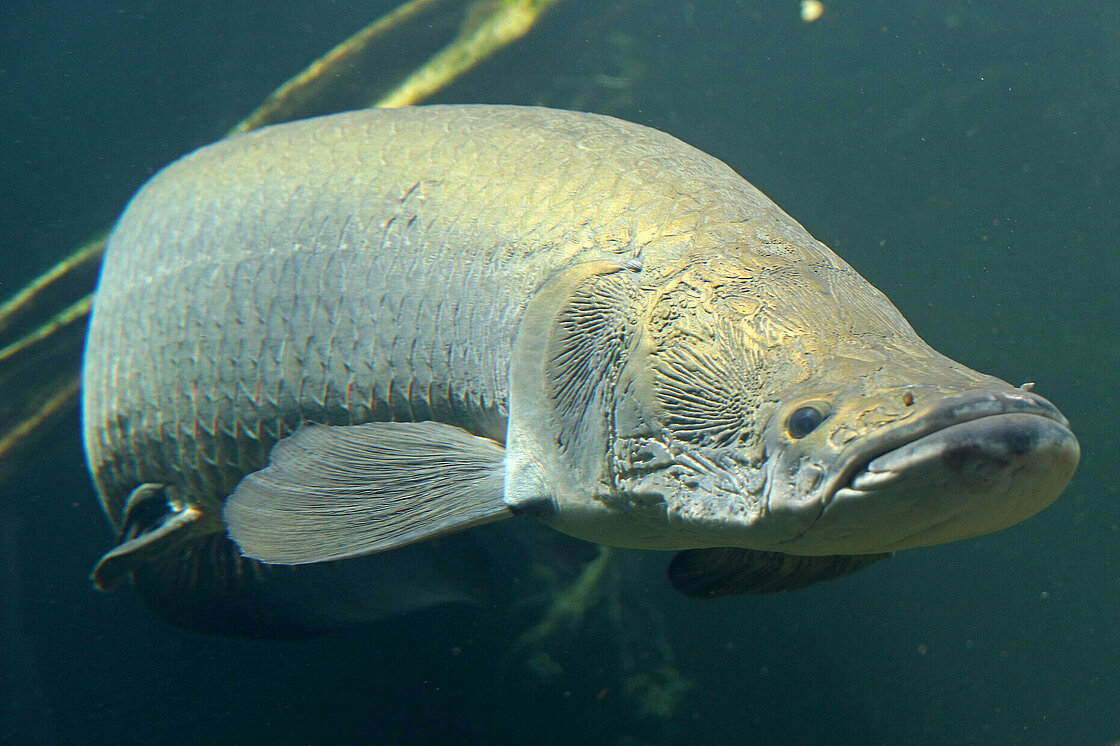 亚马逊胆大包天鱼，看见有人马上凑过来送死，因此差点绝种