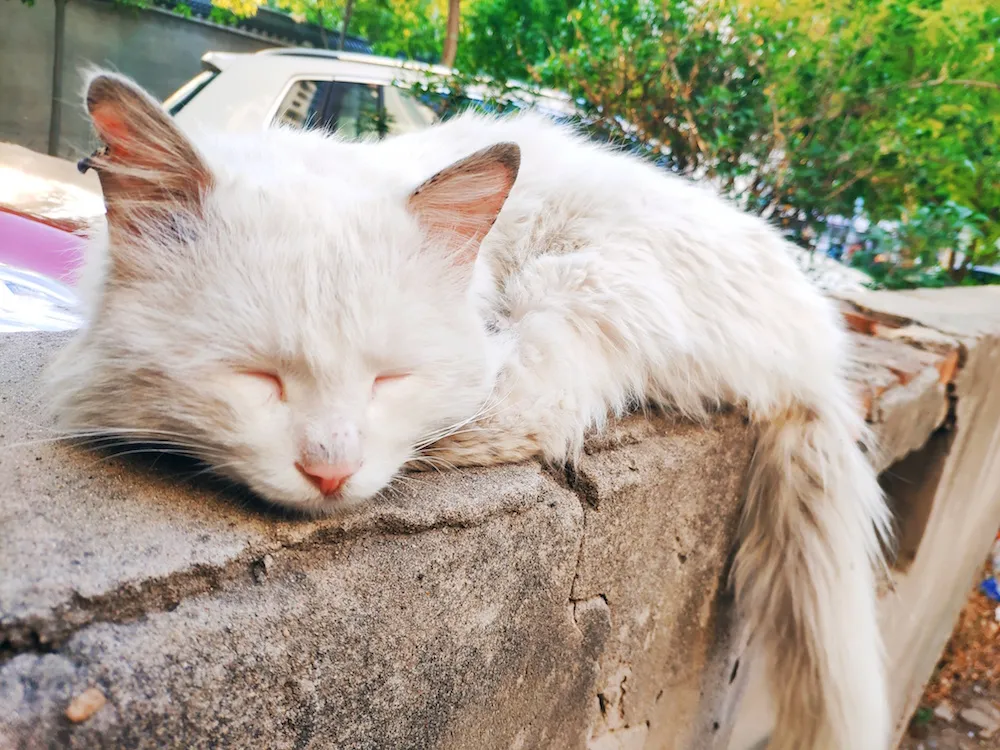 想养颜值高的长毛猫，可是布偶猫太贵？其实中国大白猫一点也不差