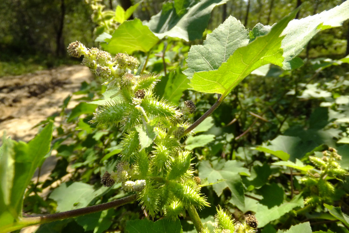 苍耳的功效与作用及禁忌(中草药苍耳子的作用与功效)-我的快乐小窝