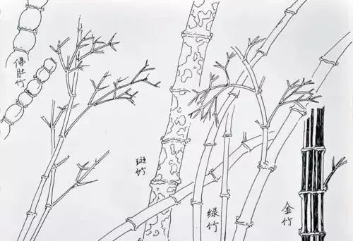 竹子简笔画好看又简单，竹子的画法步骤教程