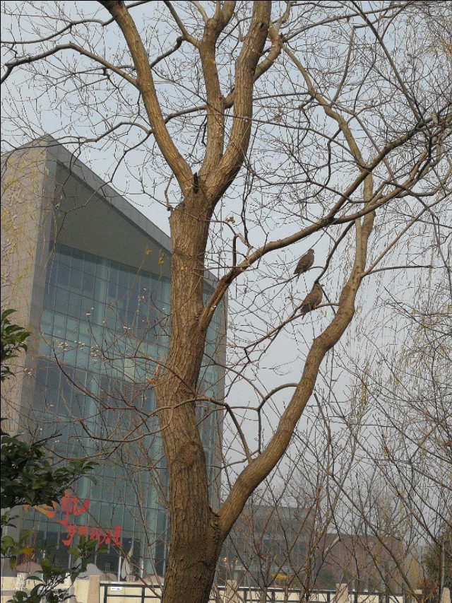 这里不仅有大树、高楼，更有大师——带你参观南京大学仙林校区