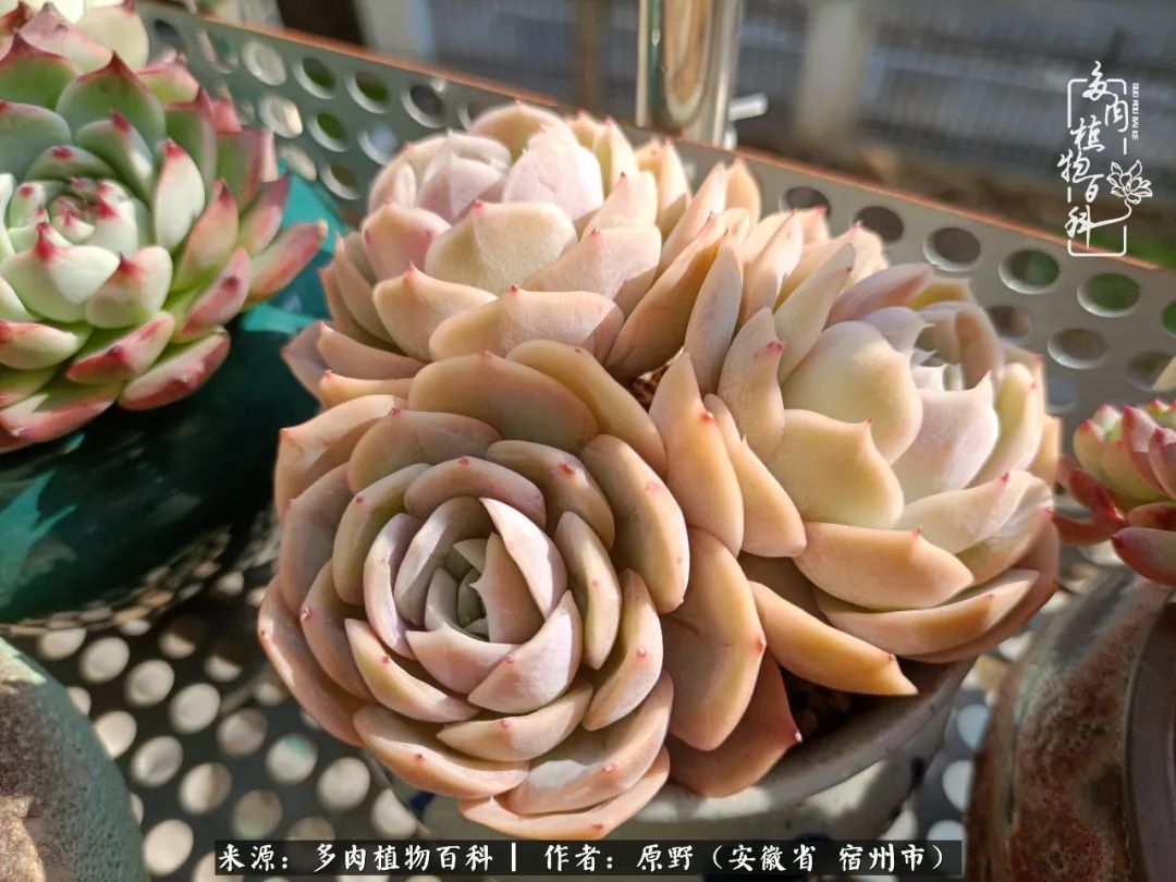 我心观世界：生活与多肉，应无所住而生其心