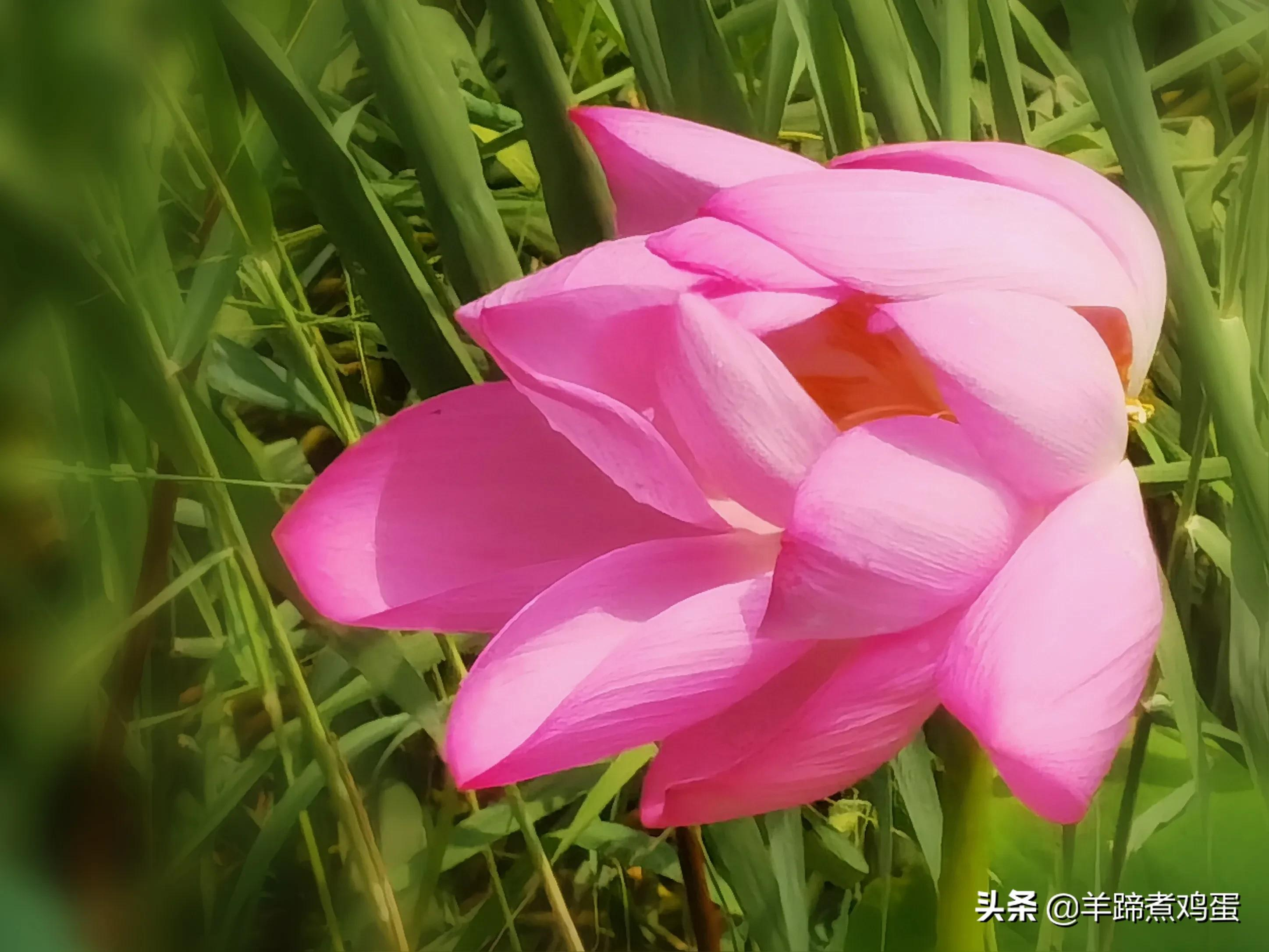 淫雨唤云行日隐耀霞红--雨后北京云空的美丽身影留下霞浓