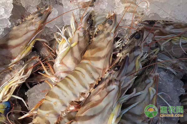 这种海虾深受我国沿海食客喜爱，原产自日本，市场可卖50元一斤