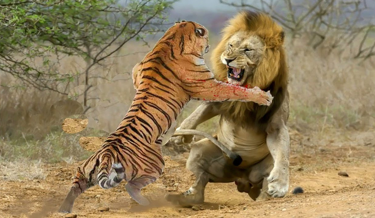 老虎一掌拍死狮子！老虎真的比狮子厉害？