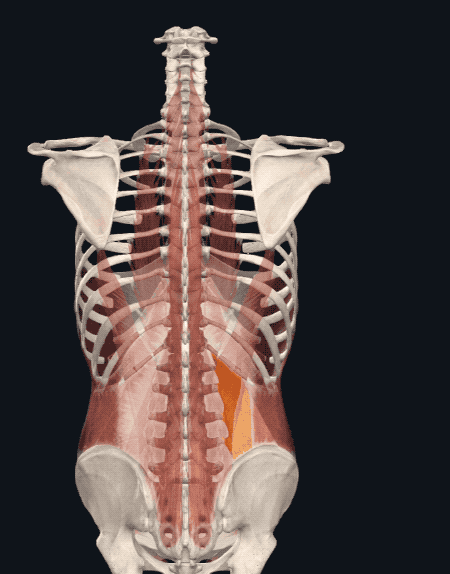 腰方肌——你的腰痛可能与它有关